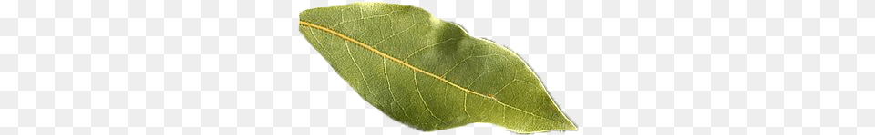 T Buttonbush, Leaf, Plant, Animal, Reptile Png