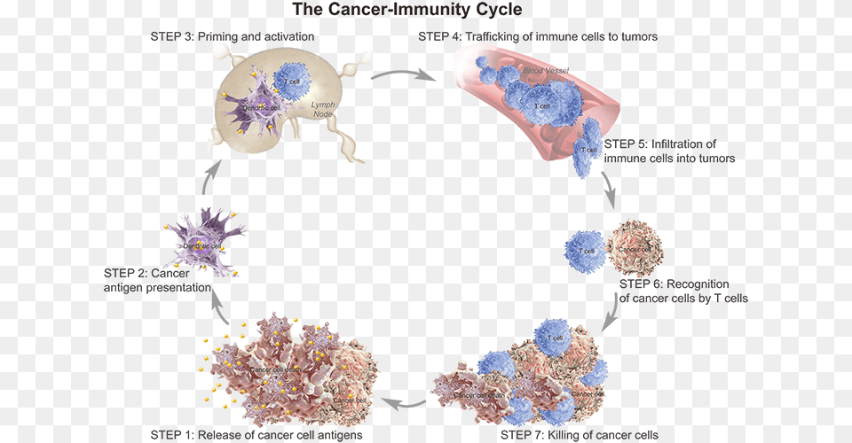 T Cell Trafficking To Tumor, Art, Collage, Graphics, Floral Design Free Png