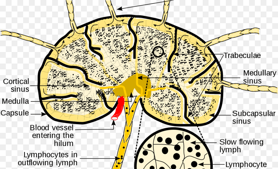 T Cells Lymph Node Clonal Expansion, Person, Animal, Bee, Insect Png