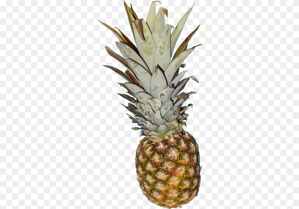 T R A N S P E Pineapple Pictures And The Gif By Me Sticker Describe Yourself Describe Of Pineapple Fruit, Food, Plant, Produce Free Png Download