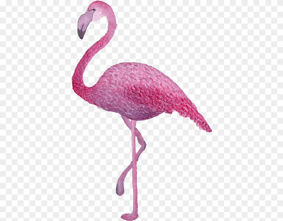 T R O P I C A L N K Animal Figure, Bird, Flamingo Png Image