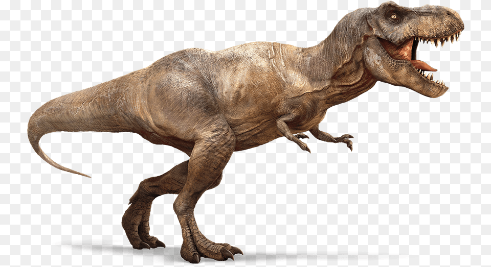 T Rex, Animal, Dinosaur, Reptile, T-rex Free Transparent Png