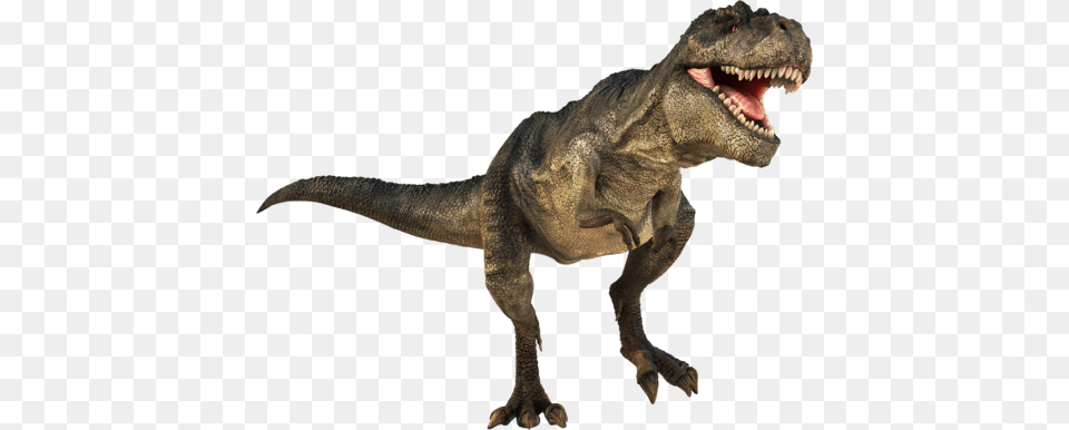 T Rex, Animal, Dinosaur, Reptile, T-rex Free Png