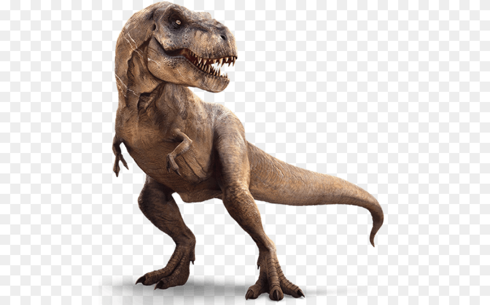 T Rex, Animal, Dinosaur, Reptile, T-rex Png