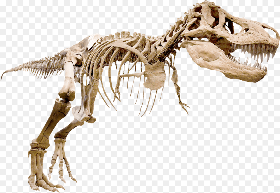 T Rex Arms Skeleton, Animal, Dinosaur, Reptile Png Image