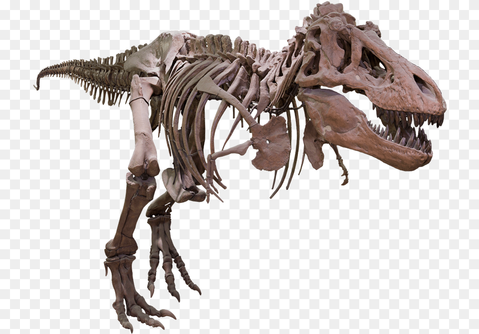 T Rex Background Image Tyrannosaurus, Animal, Dinosaur, Reptile Png