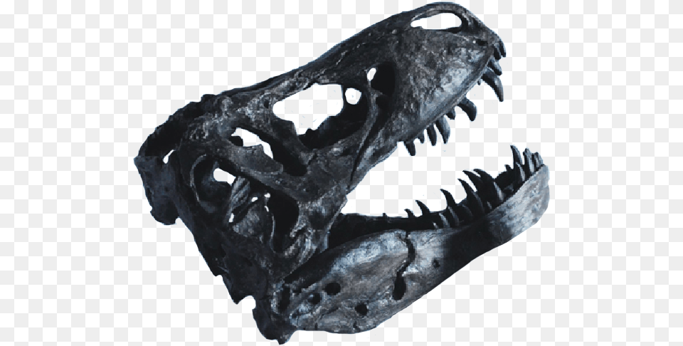 T Rex Fossil Skull Dinosaur, Animal, Fish, Sea Life, Shark Png