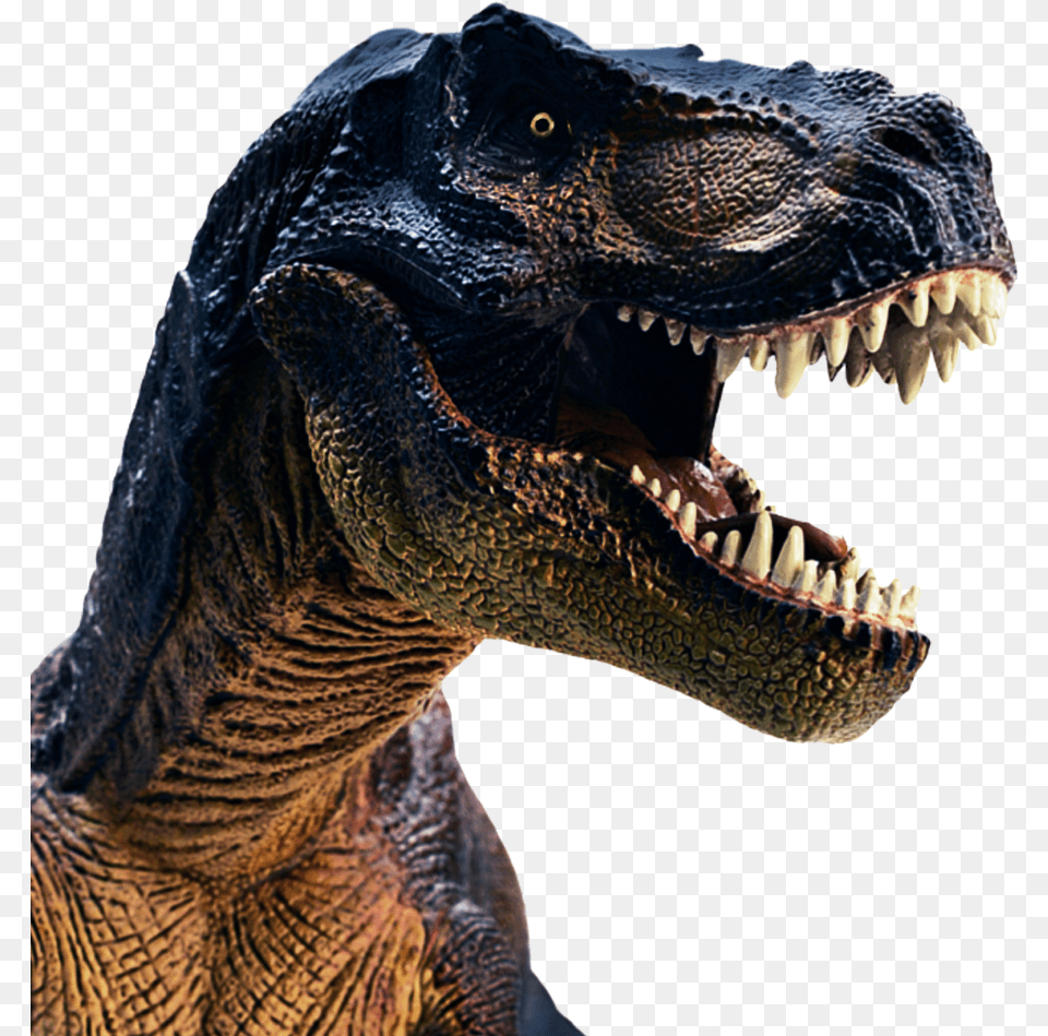 T Rex Head, Animal, Dinosaur, Reptile, T-rex Png Image