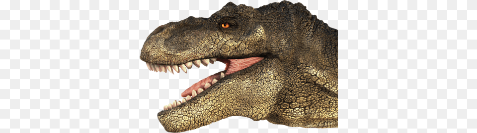 T Rex Head, Animal, Dinosaur, Reptile, T-rex Png