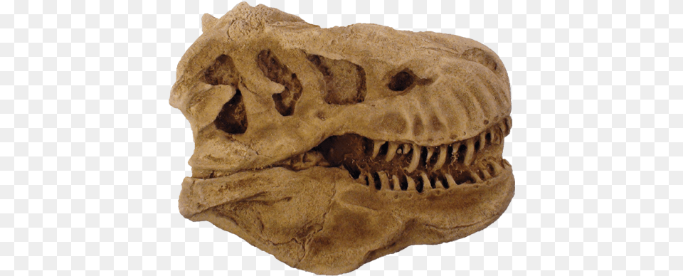 T Rex Head Paper Weight Skull, Fossil, Burger, Food, Animal Png