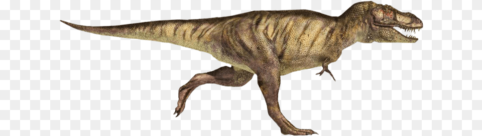 T Rex Running Tyrannosaurus Rex Arms, Animal, Dinosaur, Reptile, T-rex Png