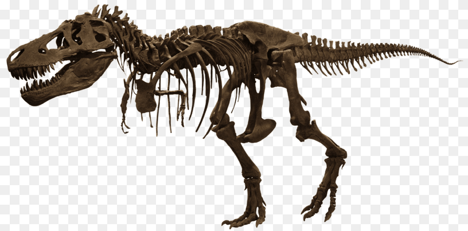 T Rex Skelet, Animal, Dinosaur, Reptile, T-rex Free Png
