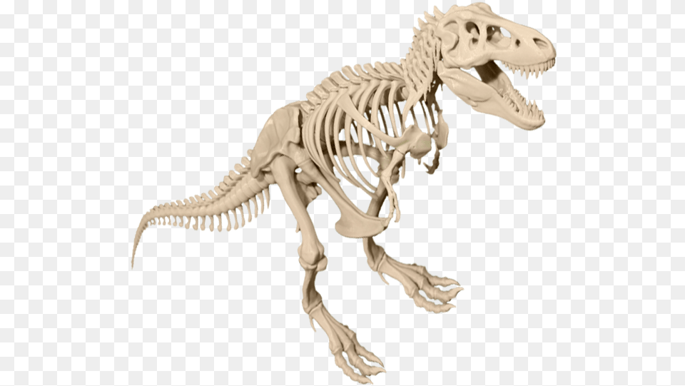 T Rex Skeleton Dinosaur Image Dinosaur Bones Background, Animal, Reptile Free Transparent Png