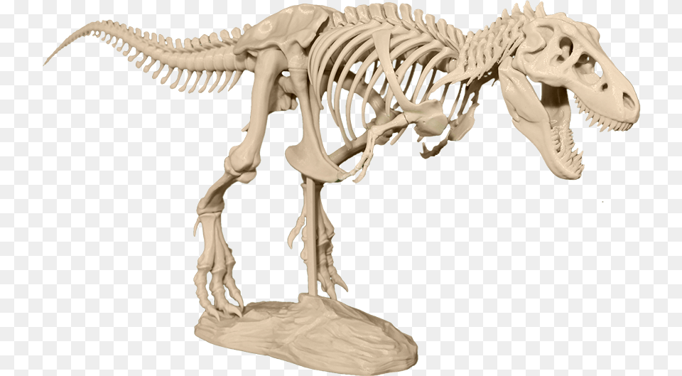 T Rex Skeleton T Rex Skeleton 3d Model, Animal, Dinosaur, Reptile Free Png