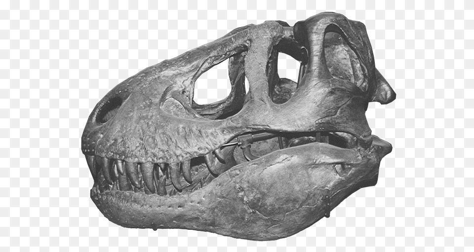 T Rex Skull, Animal, Fish, Sea Life, Shark Free Png