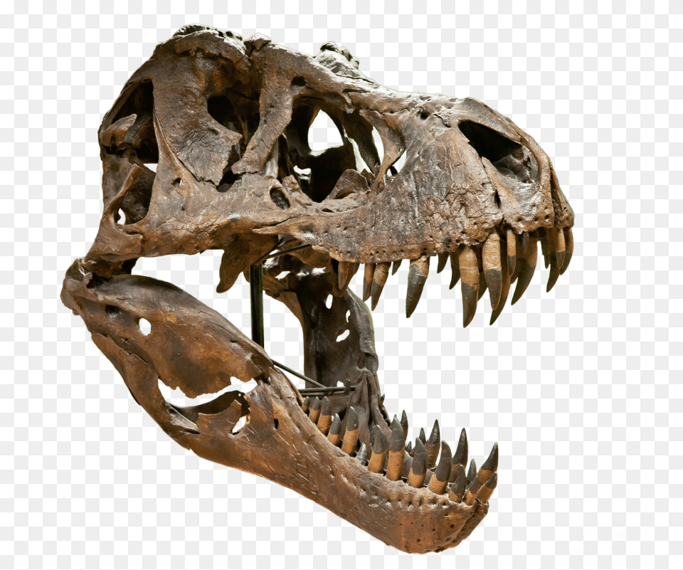 T Rex Skull, Animal, Dinosaur, Reptile, T-rex Png Image