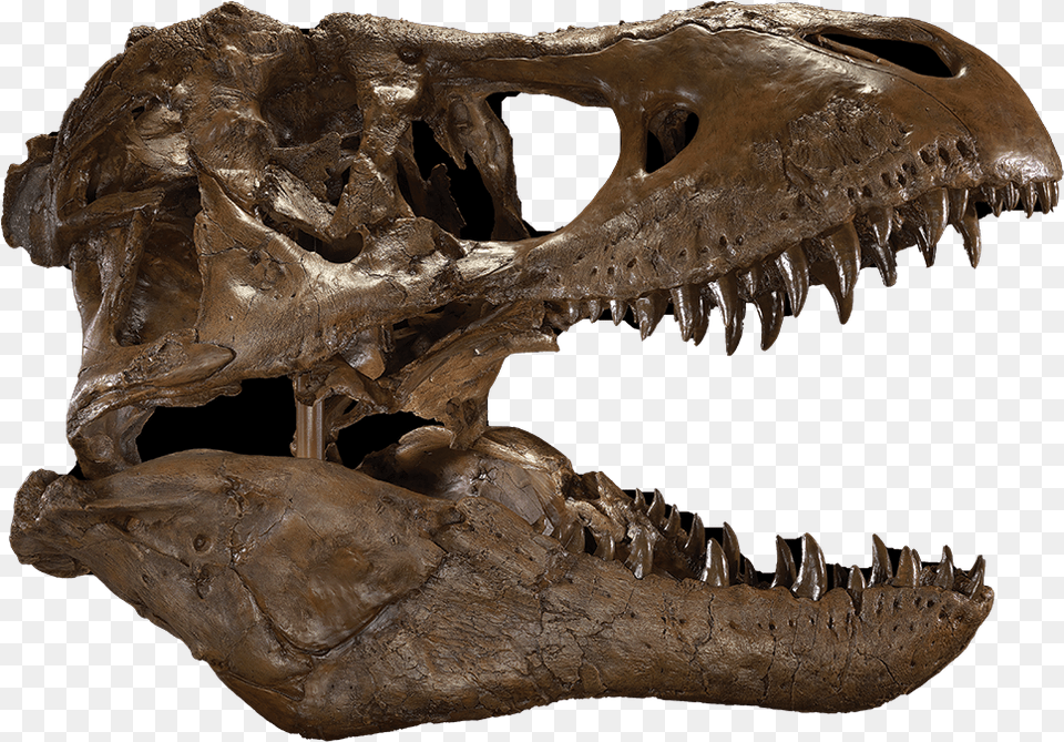 T Rex Skull, Animal, Dinosaur, Reptile, T-rex Png