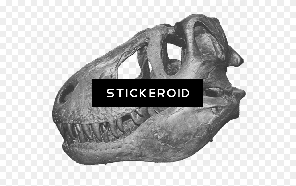 T Rex Skull Tyrannosaurus, Adult, Bride, Female, Person Free Png