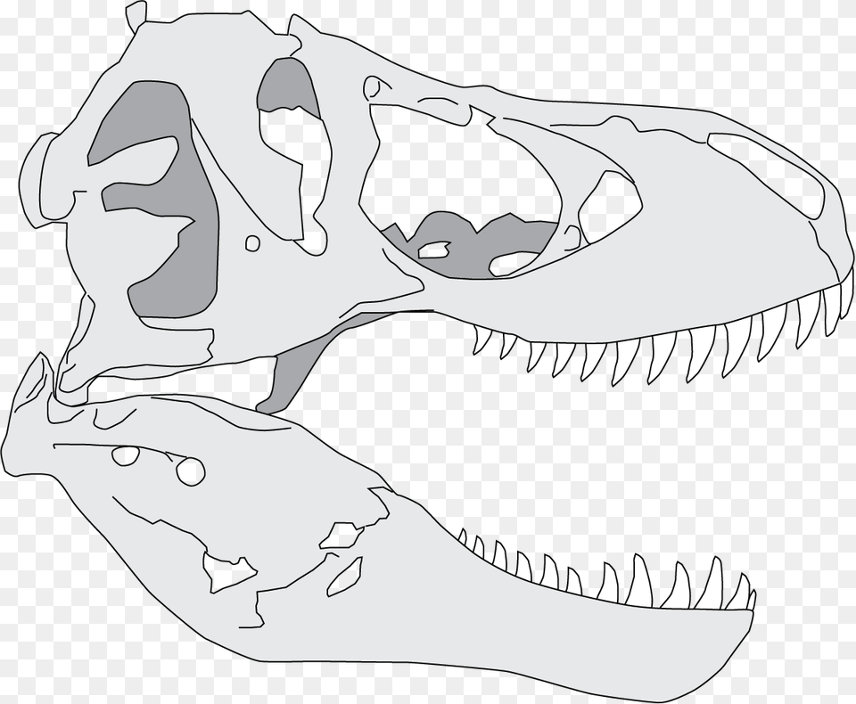 T Rex Teeth Drawing T Rex Skull Simple Drawing, Animal, Fish, Sea Life, Shark Free Png Download