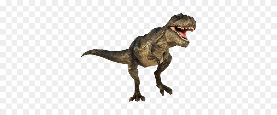 T Rex Transparent, Animal, Dinosaur, Reptile, T-rex Png