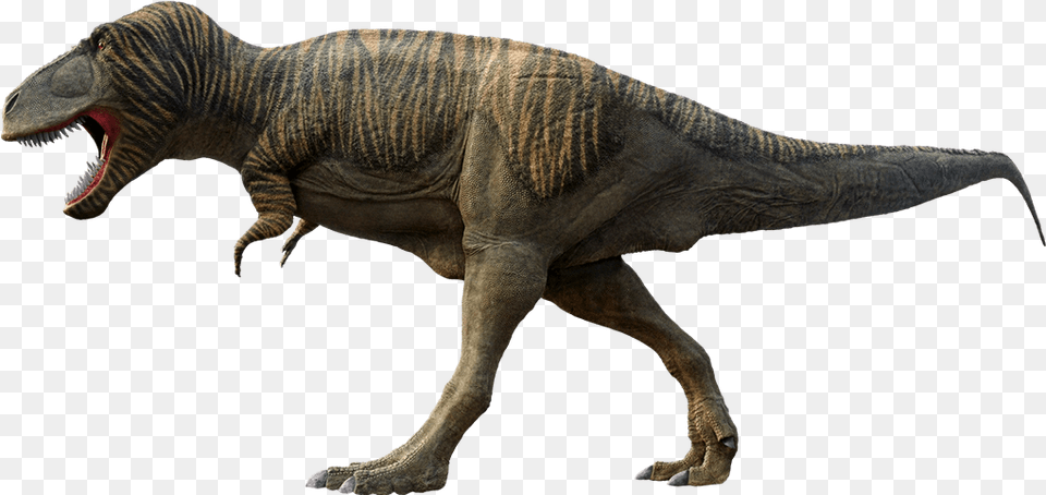 T Rex Tyrannosaurus Rex Fell, Animal, Dinosaur, Reptile, T-rex Png Image
