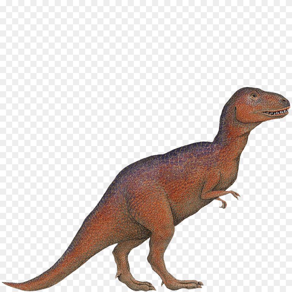T Rex Wall Sticker, Animal, Dinosaur, Reptile, T-rex Free Png
