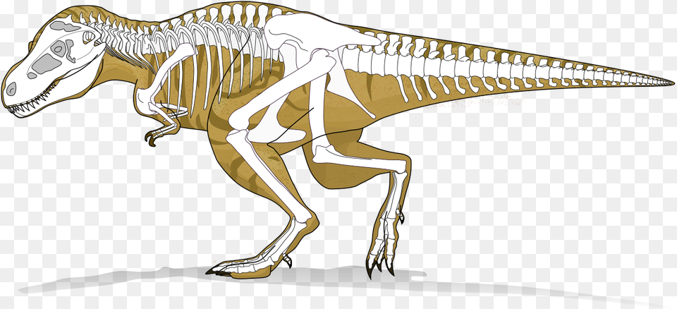 T Rex X Ray, Animal, Dinosaur, Reptile, T-rex Free Png