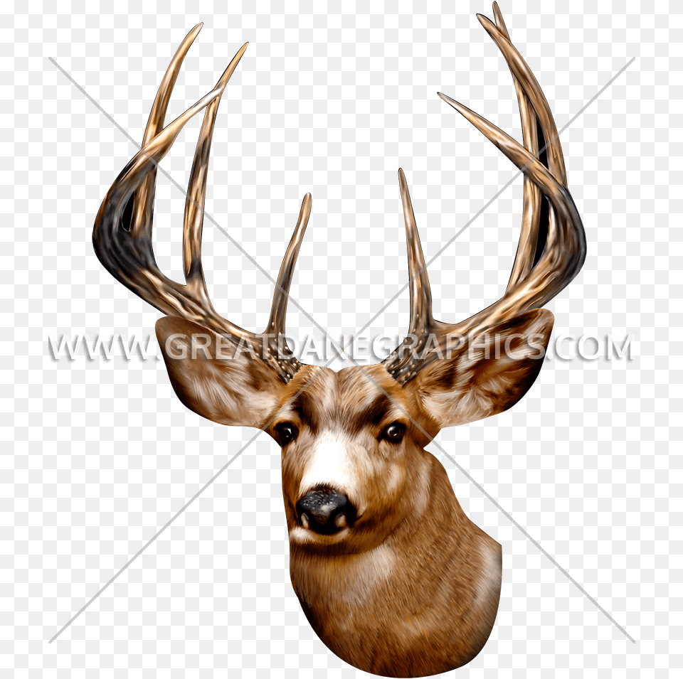 T Shirt, Animal, Antler, Deer, Mammal Png Image