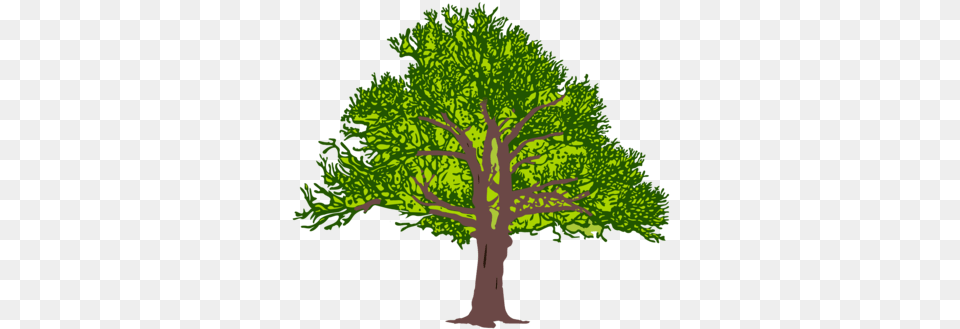 T Shirt Designer Color Flower Branch Clip Art, Plant, Vegetation, Tree, Oak Png Image