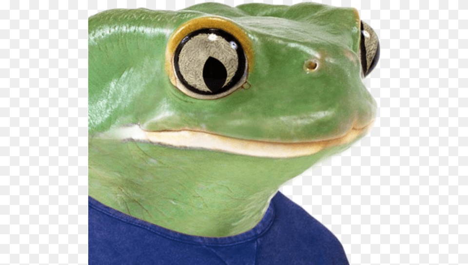 T Shirt Frog Amphibian Ranidae Pepe Frog Real Meme, Animal, Wildlife Png