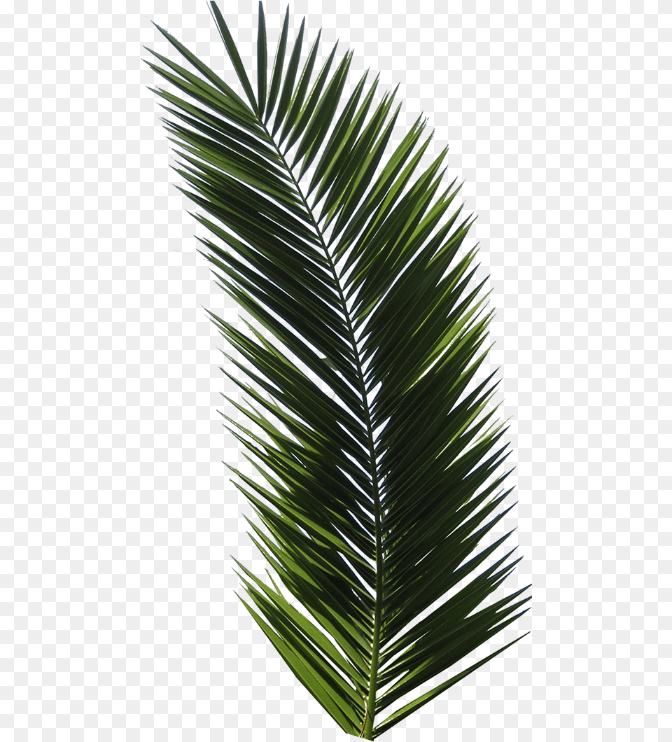 T Shirt Tropical Design Graphic Design Logo Palm Leaf Palm Tree Leaf Flat, Palm Tree, Plant, Grass Free Transparent Png