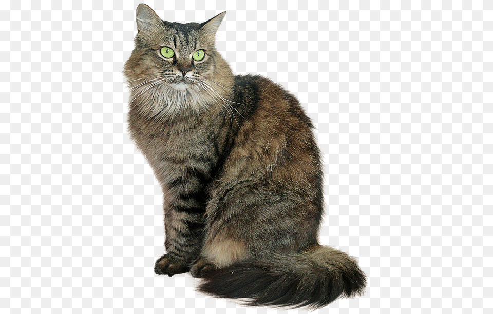 Tabby Cat, Animal, Mammal, Manx, Pet Free Transparent Png