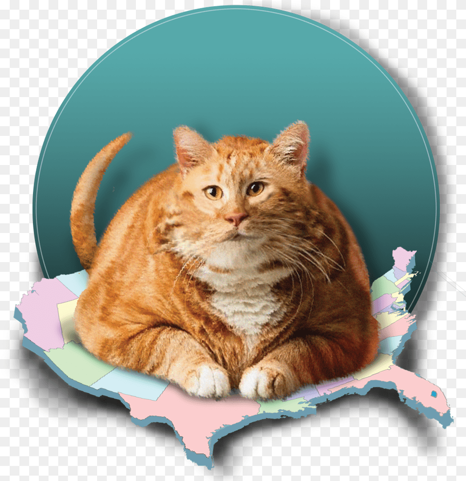 Tabby Cat, Animal, Mammal, Manx, Pet Png Image