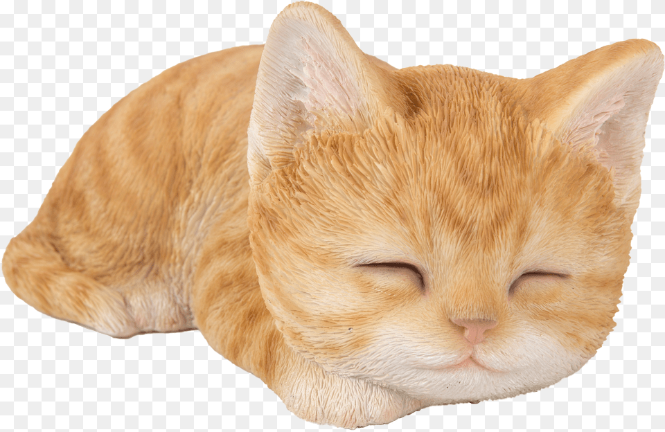 Tabby Cat, Text, Book, Publication Free Transparent Png