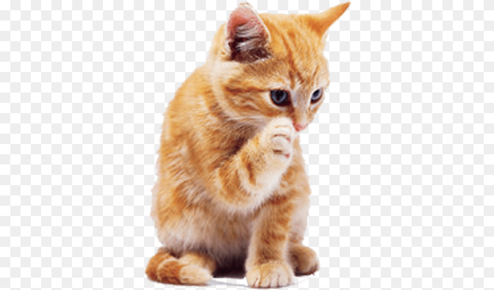 Tabby Cat Dog Puppy Pet Ginger Cat Background, Animal, Kitten, Mammal, Manx Free Transparent Png