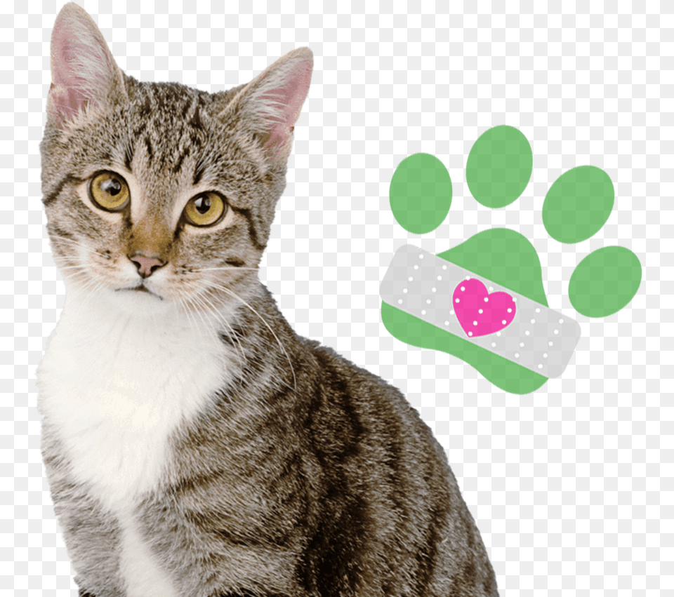 Tabby Cat White Background, Bandage, First Aid, Animal, Mammal Free Png