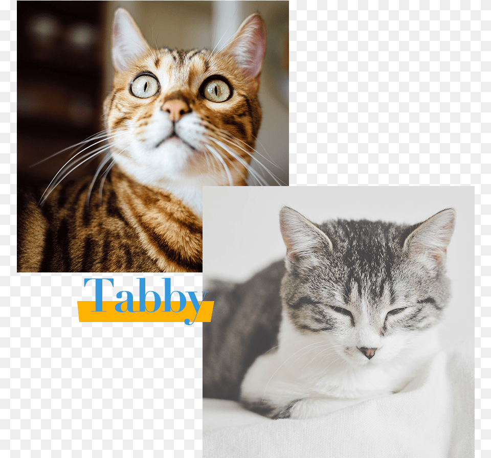 Tabby Cat Yellow Cat Notebook Book, Art, Collage, Abyssinian, Animal Free Png