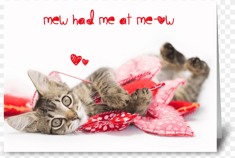 Tabby Kitten Meow Valentine Greeting Card Cat Grabs Treat, Animal, Mammal, Pet Free Png