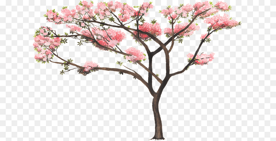 Tabebuia Rosea, Flower, Flower Arrangement, Plant, Cherry Blossom Free Transparent Png