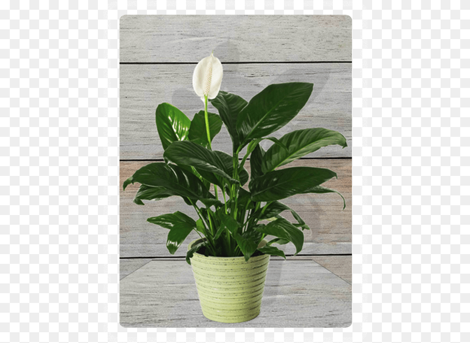 Table Plant Plant Peace Lily, Flower, Potted Plant, Araceae, Flower Arrangement Free Png