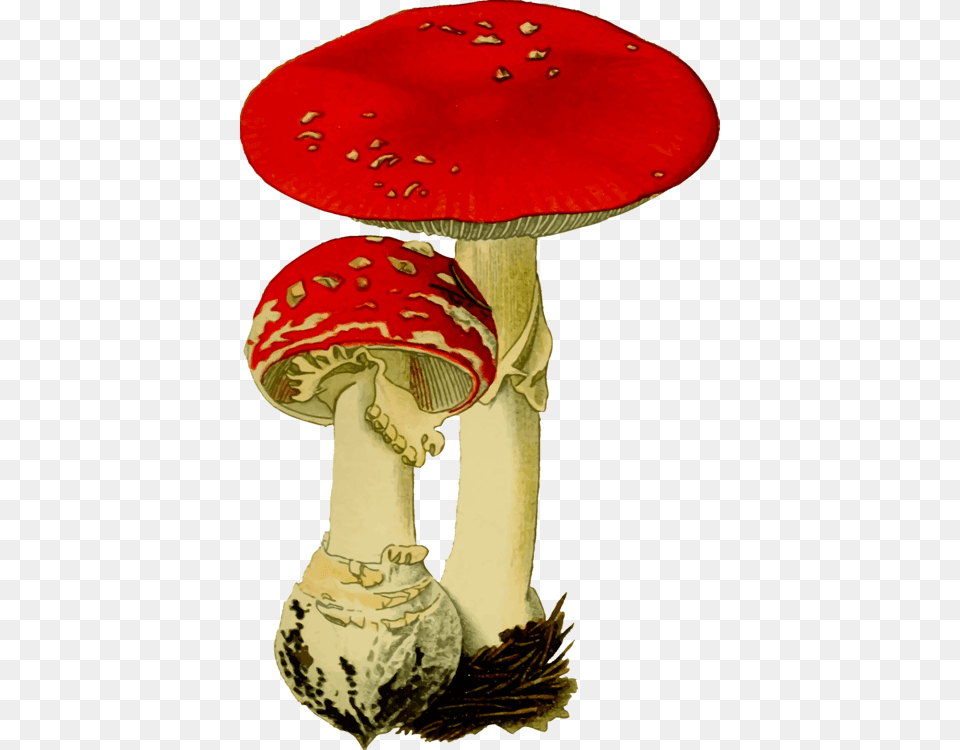 Tablehatmushroom Fungus Transparent, Agaric, Amanita, Plant, Mushroom Png