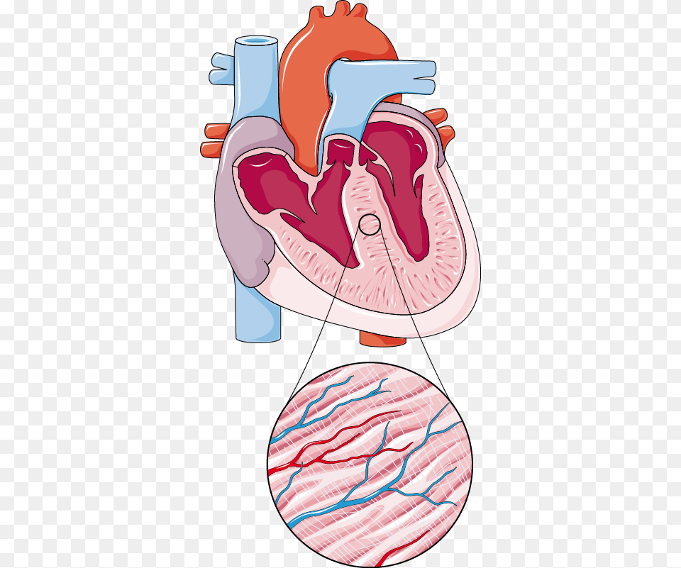 Tac Heart Failure Model, Body Part, Stomach Png Image