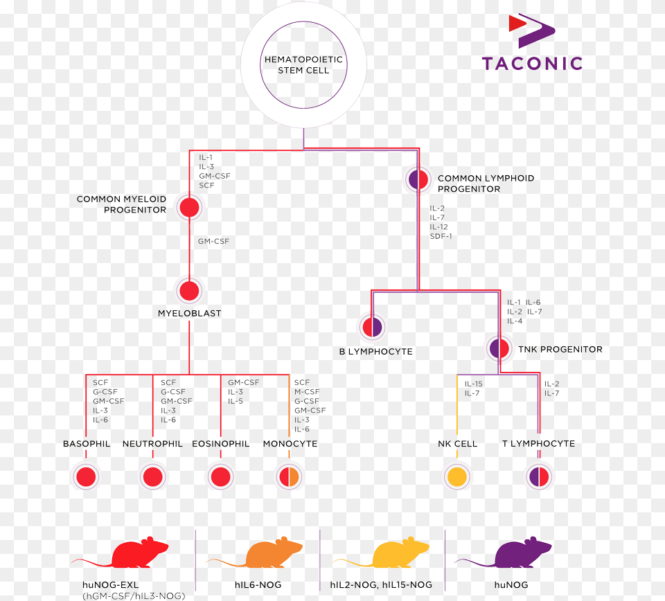 Taconic Biosciences Hematopoiesis Infographic Taconic, Chart, Plot Free Transparent Png
