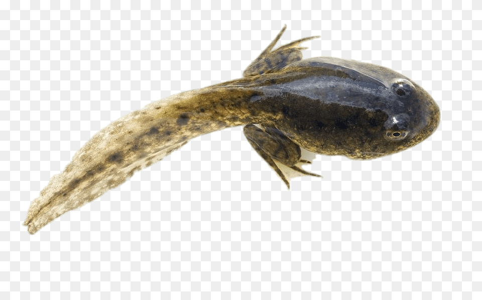 Tadpole With Developed Hind Legs, Amphibian, Animal, Wildlife, Lizard Png Image