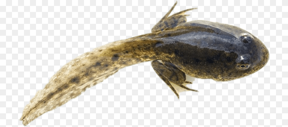 Tadpole With Developed Hind Legs Clip Arts Tadpole With Hind Legs, Animal, Wildlife, Amphibian, Fish Free Png