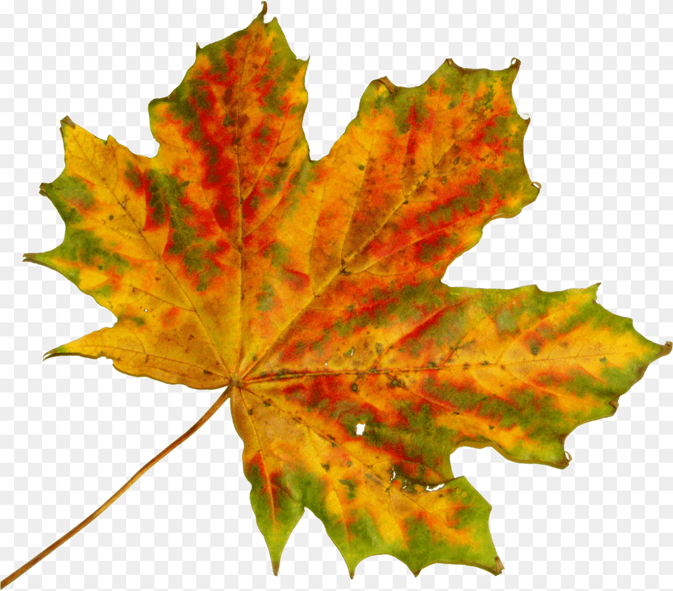 Tag For Autum Leaves Gif Thanksgiving Autumn Fall Leaves Cut Out, Leaf, Plant, Tree, Maple Png Image
