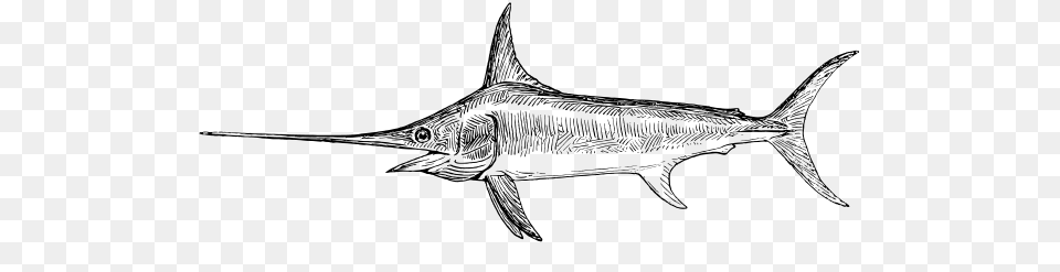 Tag For Medium Fish Drawing Clipart Cretaceous Fish, Animal, Sea Life, Swordfish, Shark Png