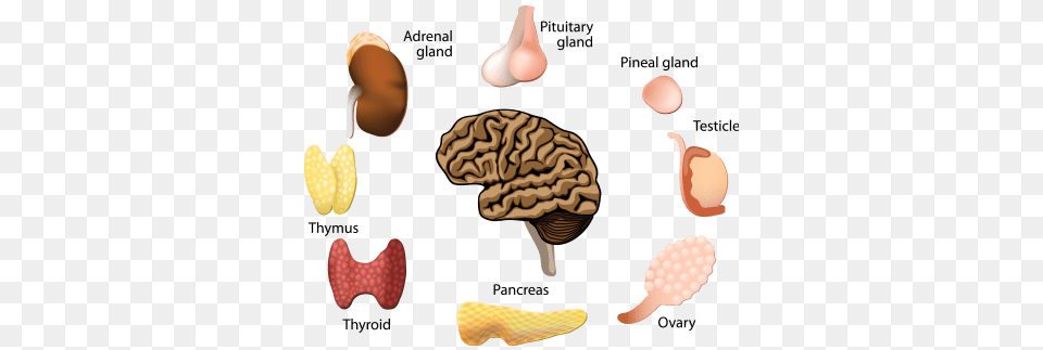 Tag Pancreas Keep Your Circulatory System Healthy Png Image