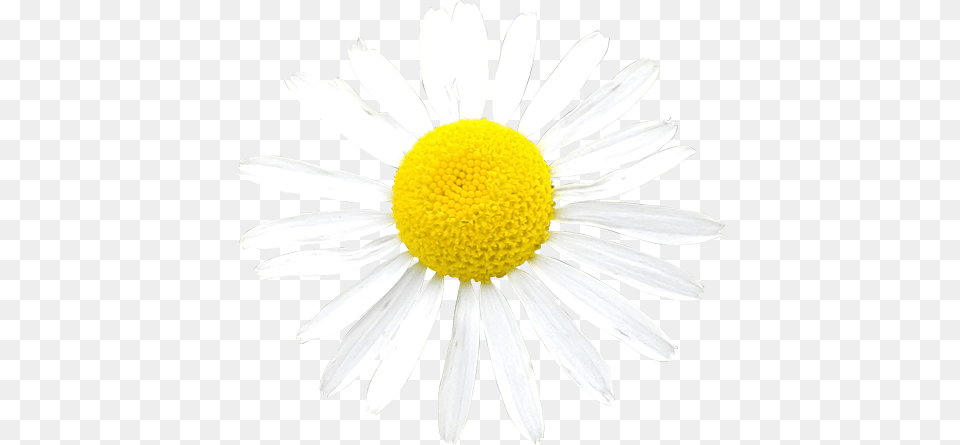 Tagged With Transparent Nail, Daisy, Flower, Plant, Petal Png Image
