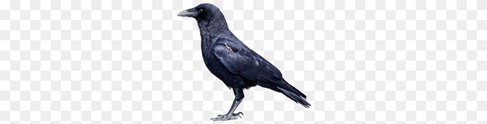 Tags, Animal, Bird, Blackbird, Crow Png Image